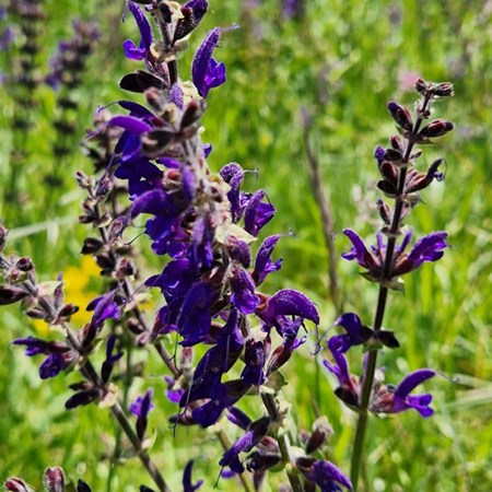 salvia-officinalis-4