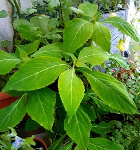 salvia-officinalis-7