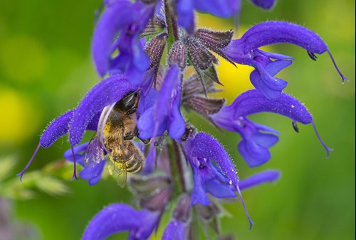 salvia-officinalis-12